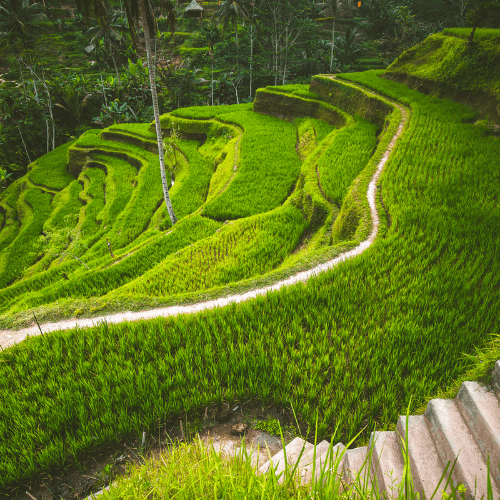 Tegallalang Rice Terraces Tour