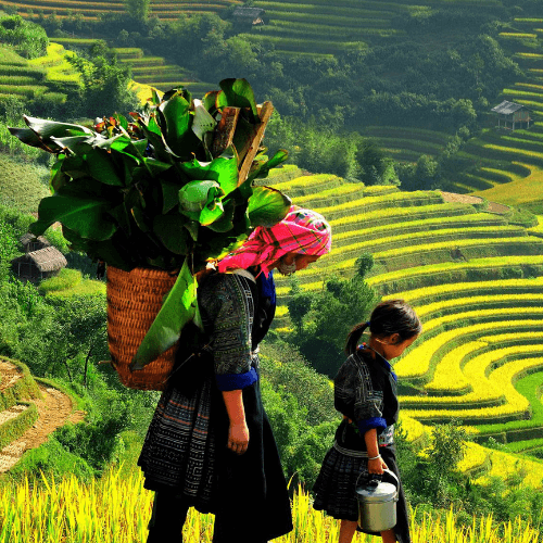 Tegallalang Rice Terraces Tour