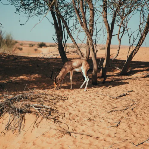 Dubai Desert Safari