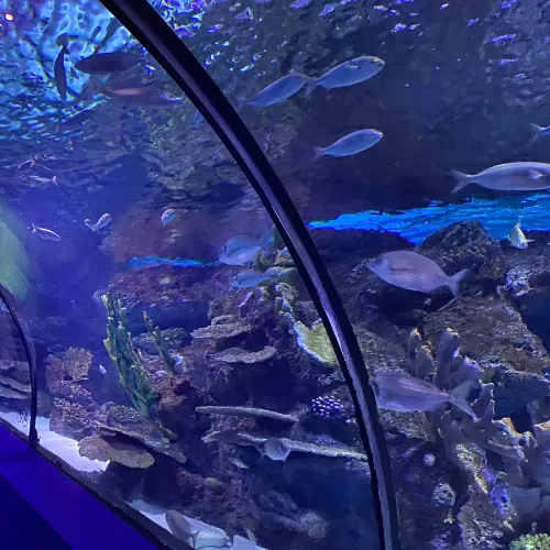 Dubai Aquarium and Underwater Zoo