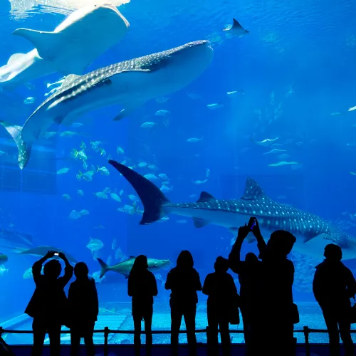 Dubai Aquarium and Underwater Zoo