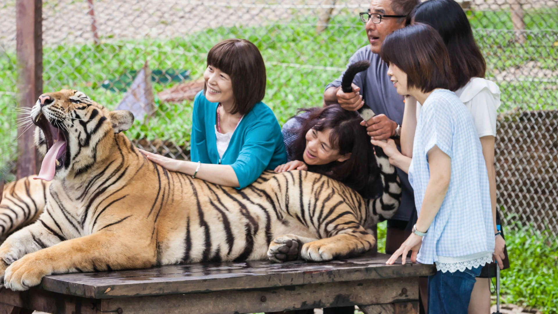 Tiger Kingdom Phuket