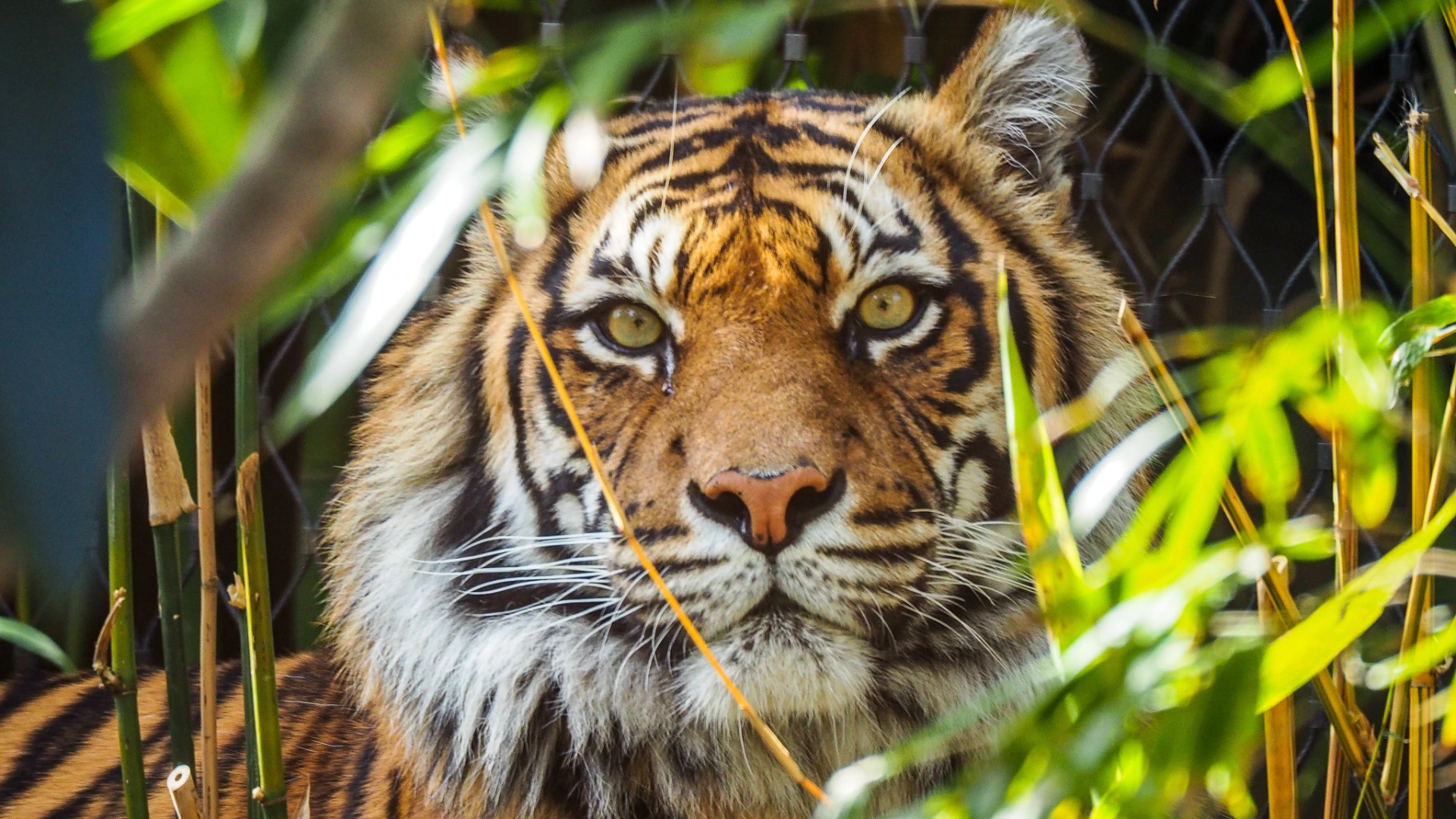 Sriracha Tiger Zoo