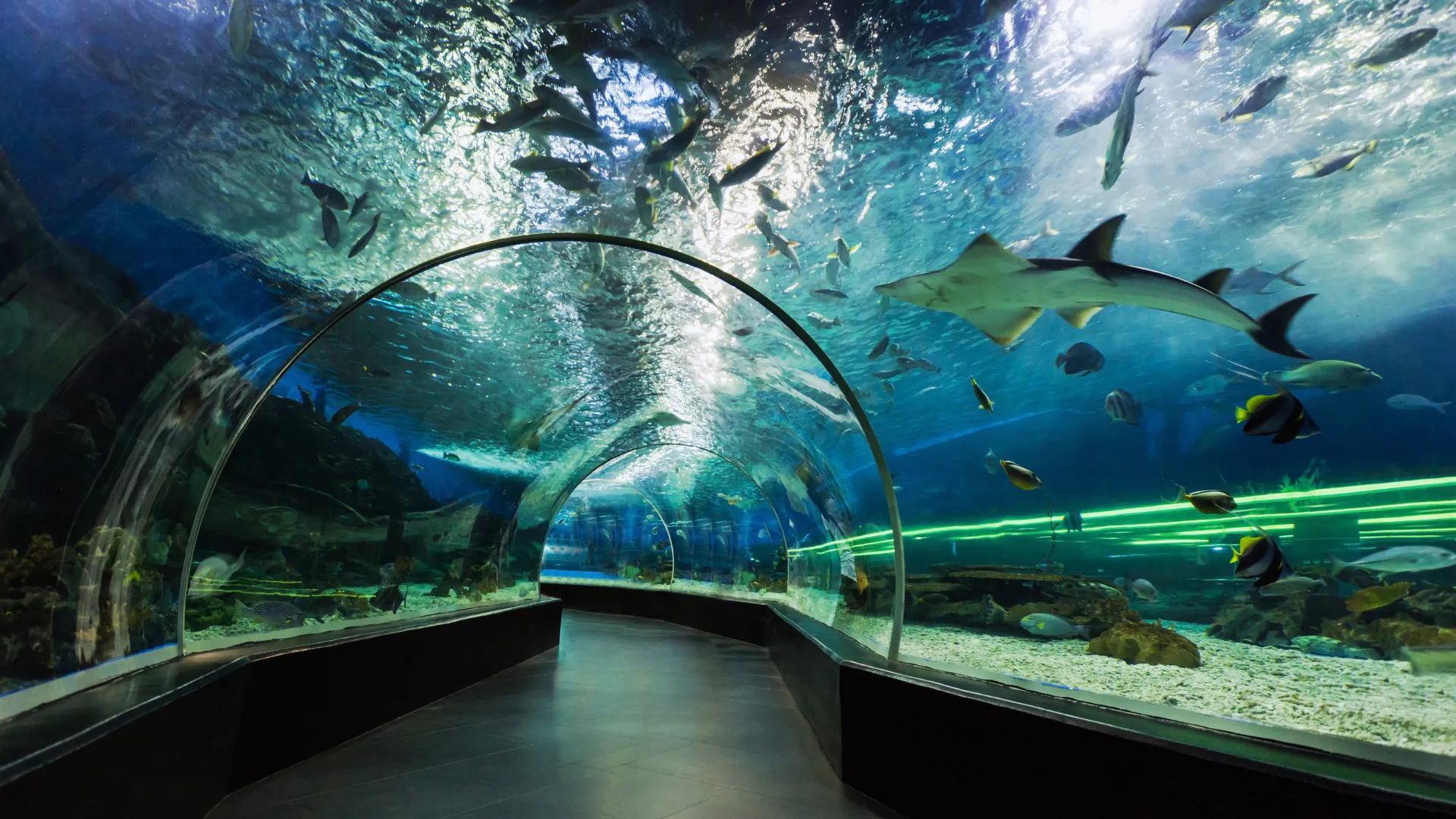 Dubai Aquarium and Underwater Zoo