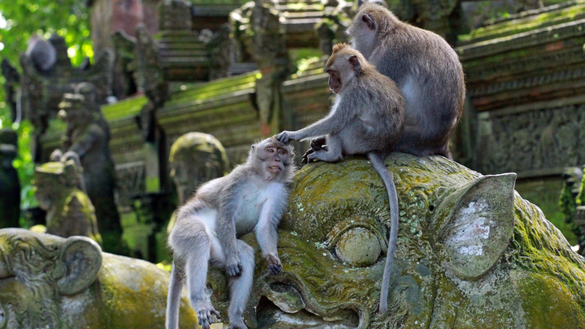 Ubud Monkey Forest bali