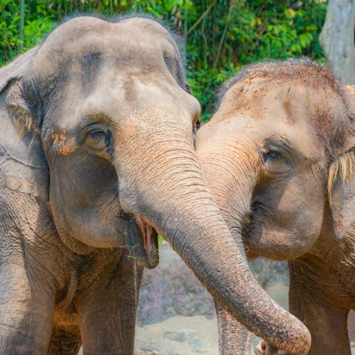 Singapore Zoo