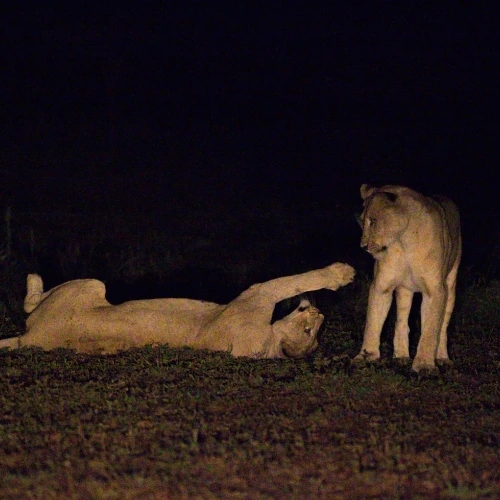 Singapore Night safari