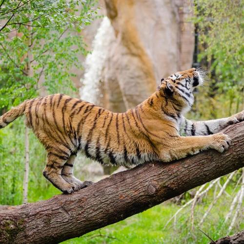 Sriracha Tiger Zoo