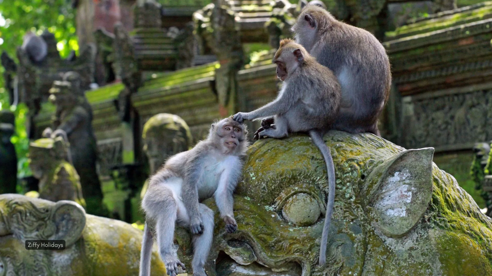 Ubud Monkey Forest