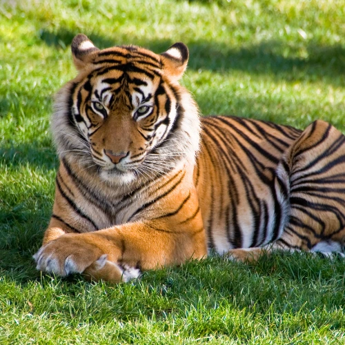 Sriracha Tiger Zoo