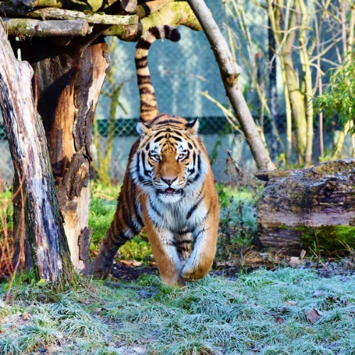 Sriracha Tiger Zoo