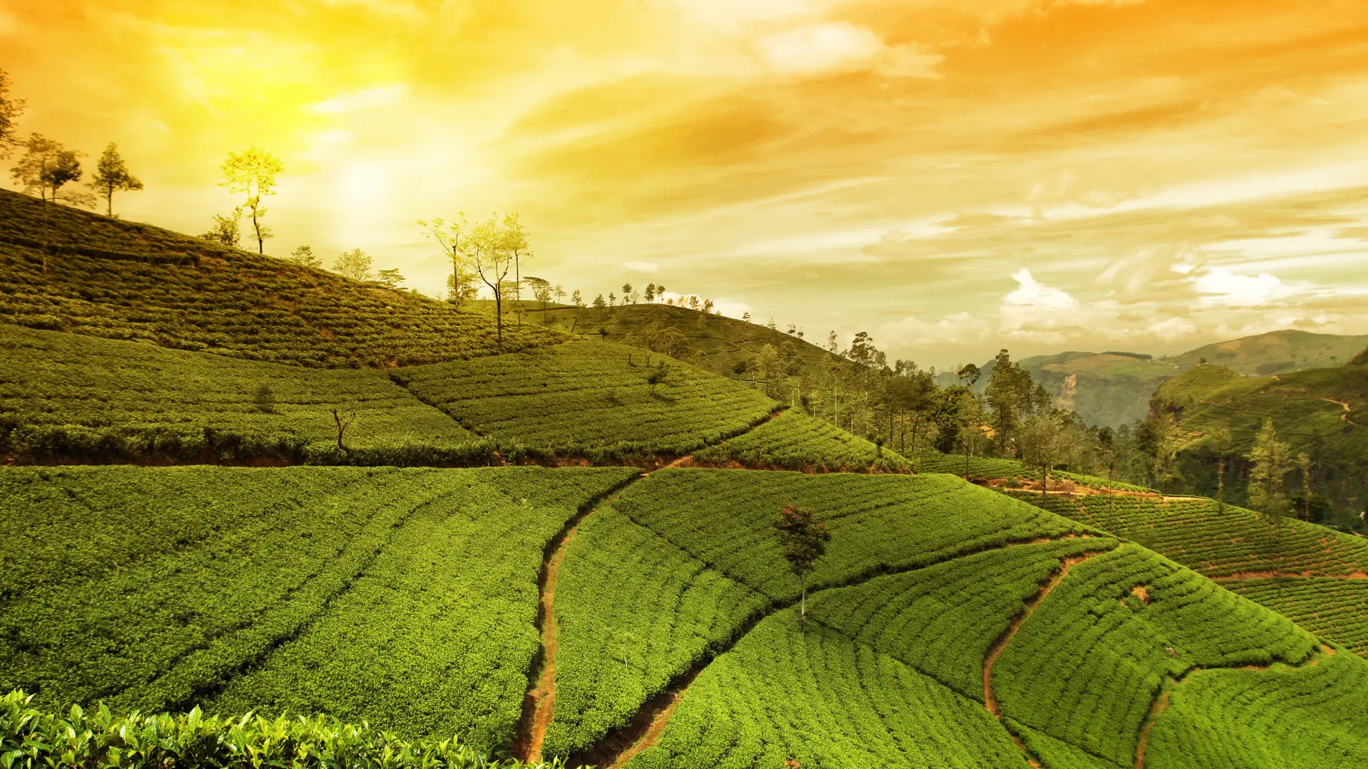 Munnar Image