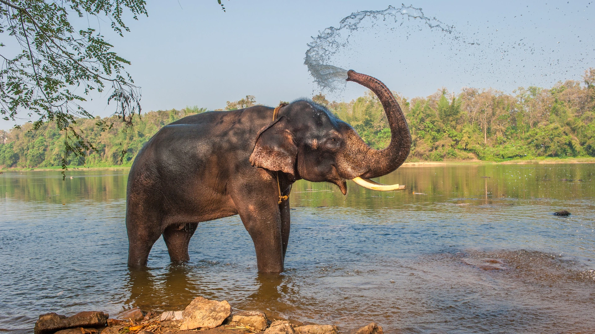 Periyar wildlife sanctuary