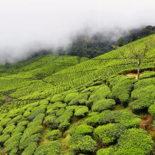 Kolukkumalai Tea Estate