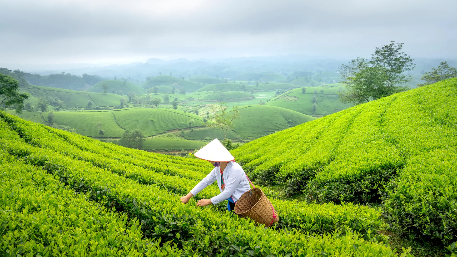 Munnar Tea Plantation