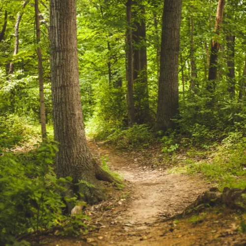 deodar forests