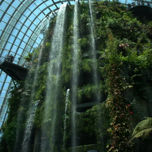 Cloud Forest