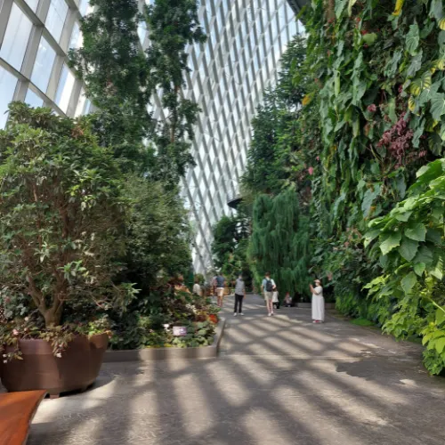 Cloud Forest