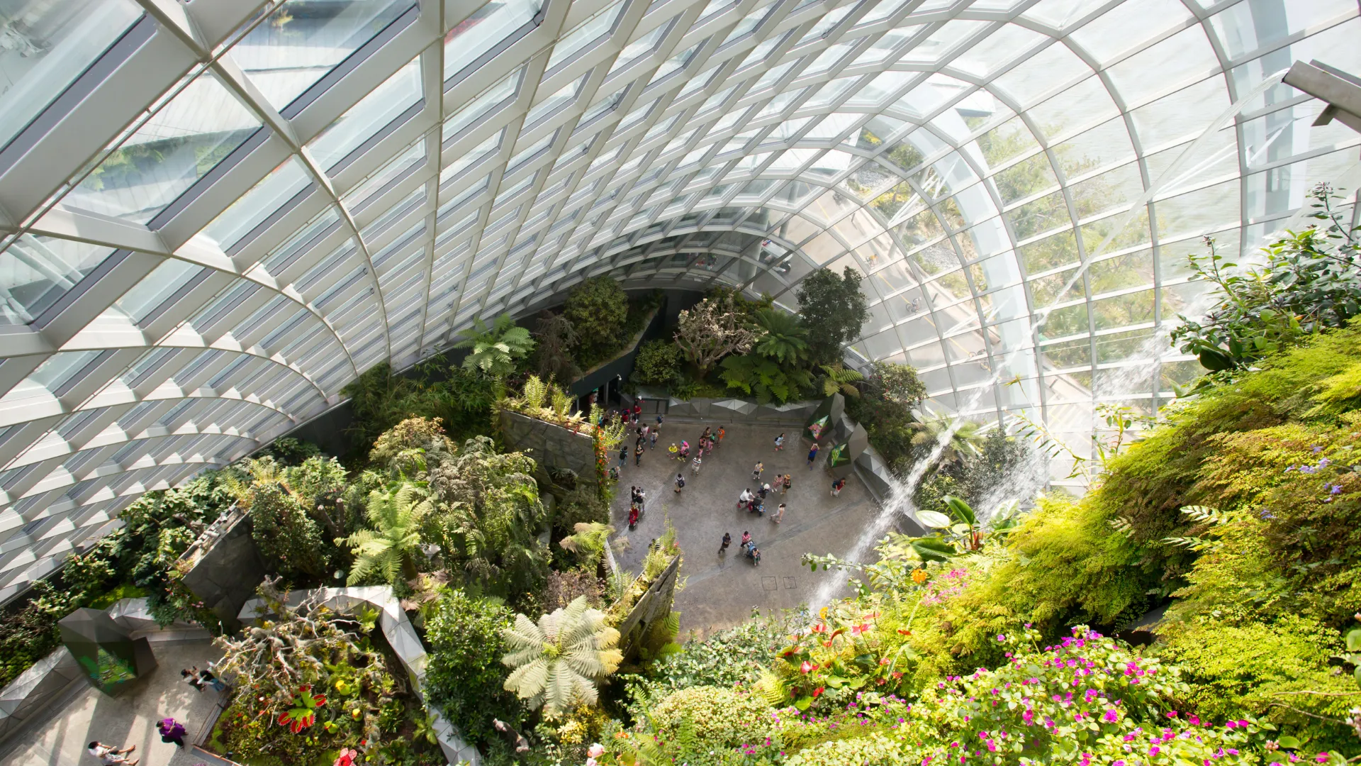 Cloud Forest