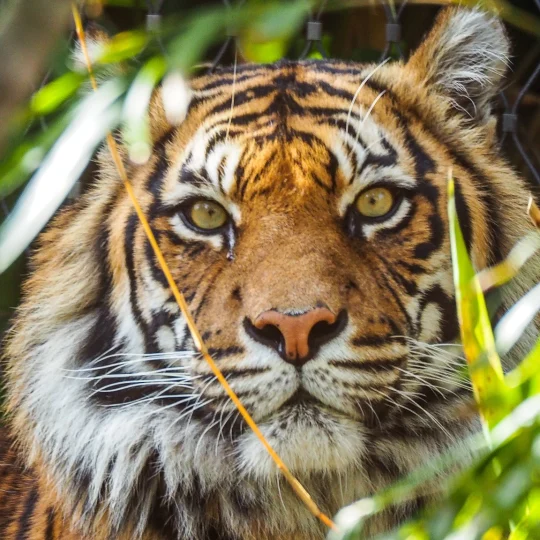 Sriracha Tiger Zoo