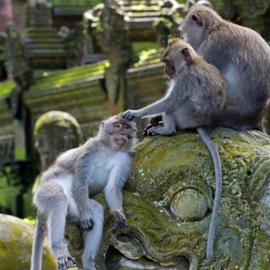 Ubud Monkey Forest